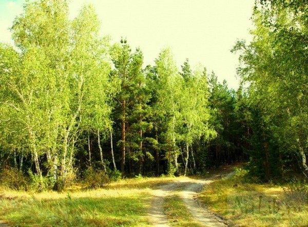 Контрольно-счетная палата Рязанской области начала проверку использования  бюджетных средств, выделенных на реализацию государственных программ по развитию лесного хозяйства.